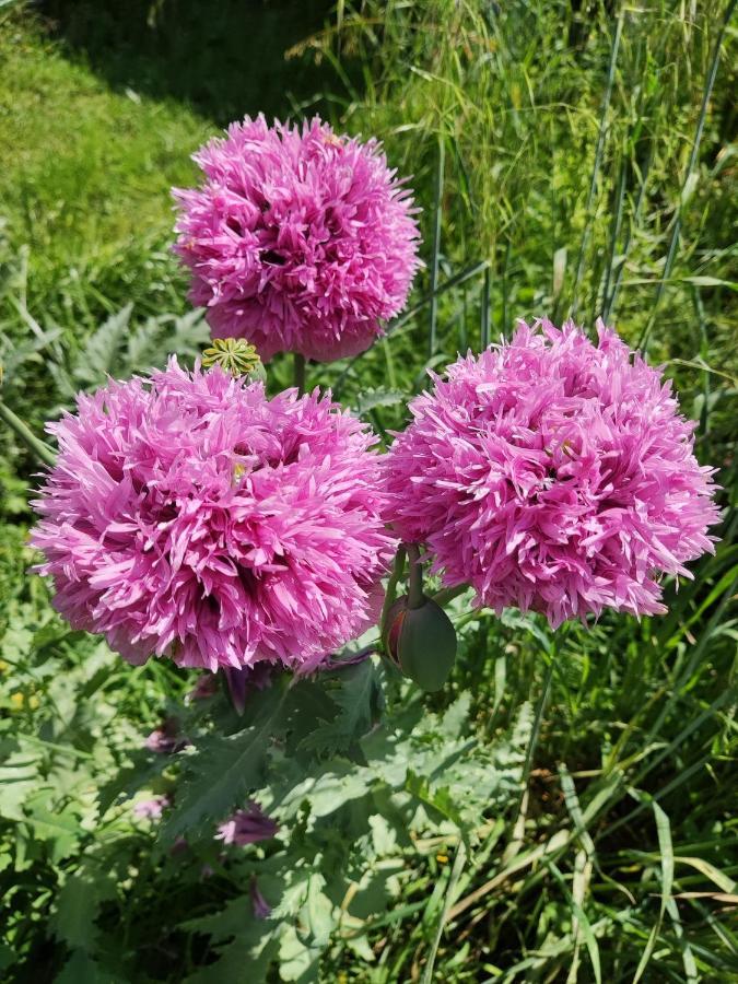 Appartamento Le Jardin Du Controleur Valence  Esterno foto